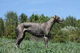 GREYHOUND 159